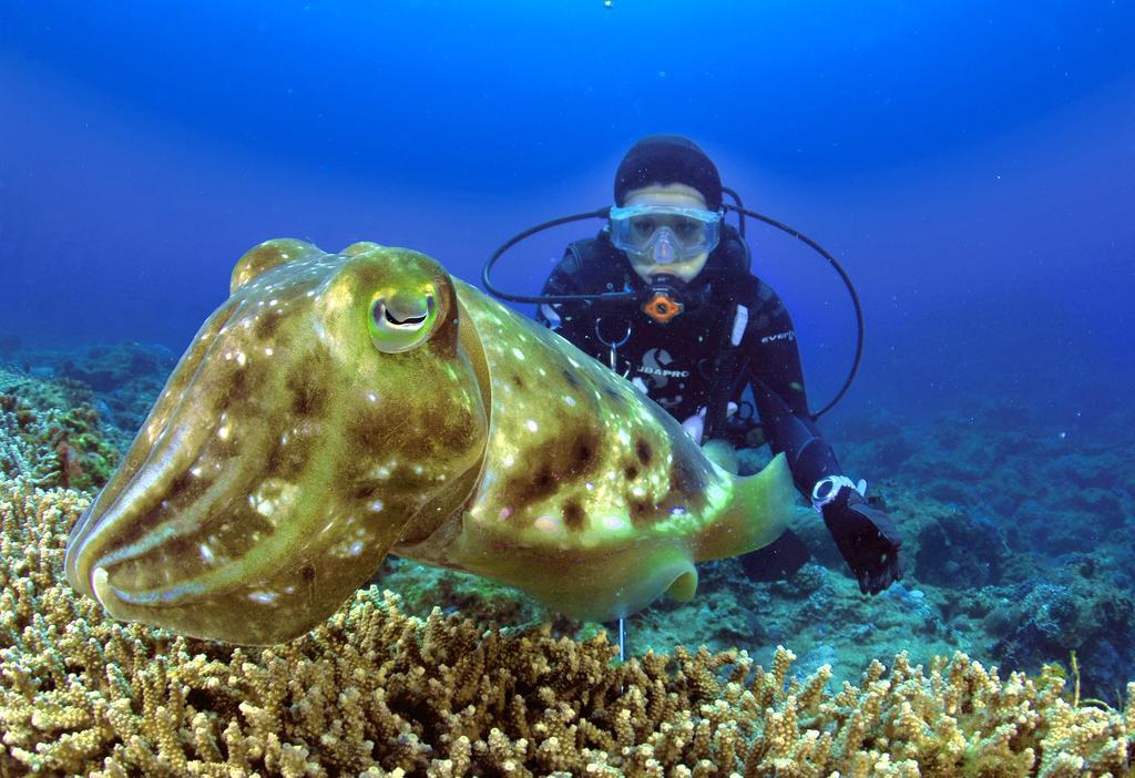 Green Island Ocean Rhythem Dive B&B 綠島海韻民宿 Εξωτερικό φωτογραφία